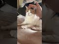 【三毛猫】私を誘惑するのが得意なミケ