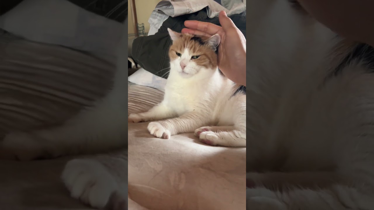 【三毛猫】私を誘惑するのが得意なミケ