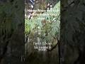Hidden forest trail in Seattle nobody talks about – Bloedel Reserve🌴🌳 #travelshorts #ytshorts #yt