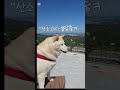 “강아지 산소 과다 흡입ㅋㅋ”#강아지 #웃긴강아지 #대관령 #반려견 #쇼츠 #강아지반응