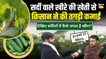Net House में ठंडी वाला खीरा उगाकर तगड़ी कमाई कर रहा है किसान #nethouse #agriculturesector