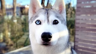 Come Hang Out With My Husky! (LIVE)