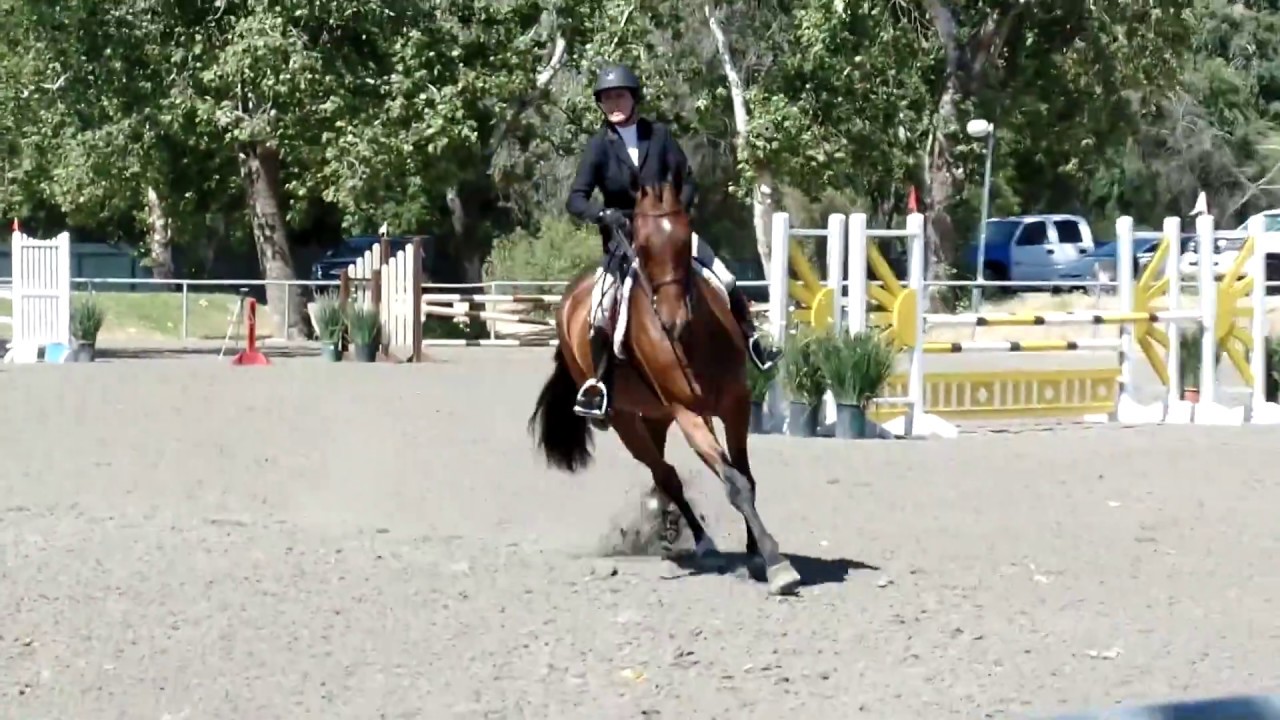Capitano 2010 gelding EQ, Medal and Derby horse for saleSOLD YouTube