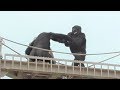 シャバーニ。 キヨマサとアニーの喧嘩にネネが突撃して仲裁。Nene rushes to the fight between Kiyo and Annie. ゴリラ Gorilla Shabani