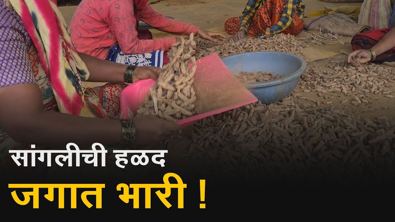 सांगलीच्या प्रसिद्ध बाजारपेठेतील हळदीला जगभरात मागणी.