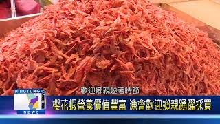107 0601 櫻花蝦進入禁捕期 今年產值低市場價平穩