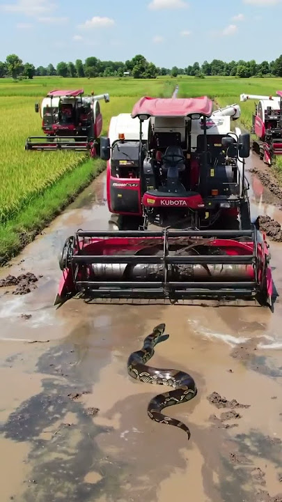 #Kubota #Snake #RiceHarvester  #Anaconda#SnakeVsMachine  #HarvestSeason  #KubotaPower
