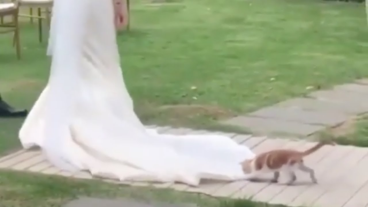 wedding dress with cats on it