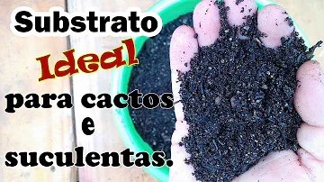 Qual a melhor terra para plantar cactos e suculentas?