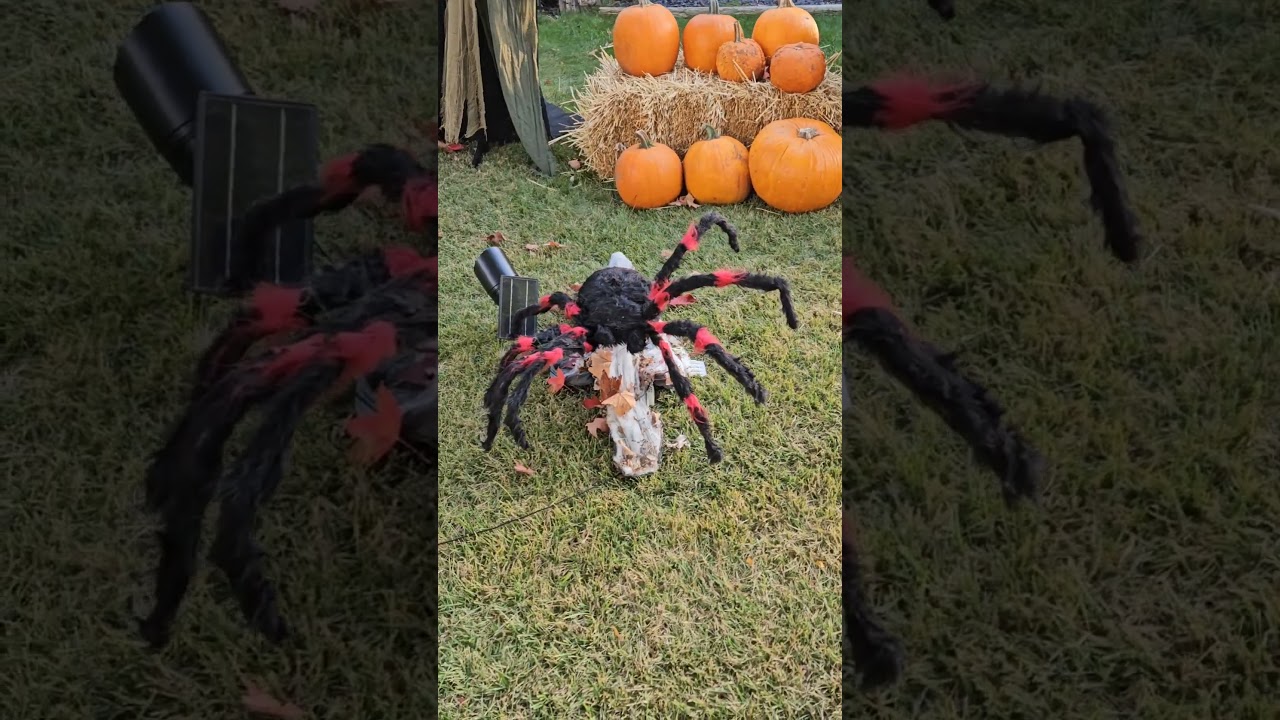 Halloween 2025 Jumping Spiders