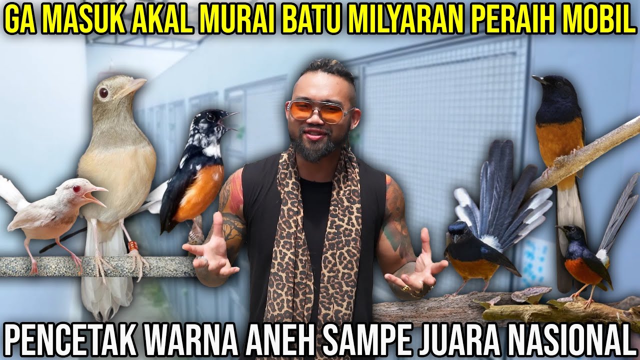 GA MASUK AKAL MURAI BATU MILYARAN PERAIH MOBIL. PENCETAK WARNA ANEH SAMPE JUARA NASIONAL #indoexotic