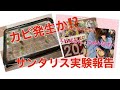 多肉植物 リエールカレンダーセットに入っていたサンタリスの実験報告 まさかのトラブル発生か?