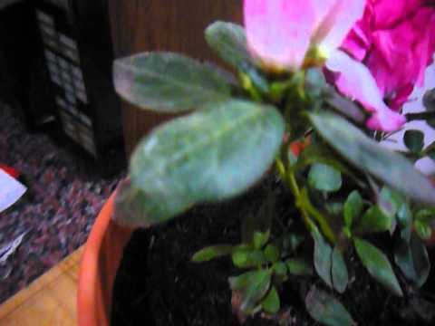 Video: ¿Por qué las flores de azalea se vuelven marrones? Razones para las flores de azalea marrones