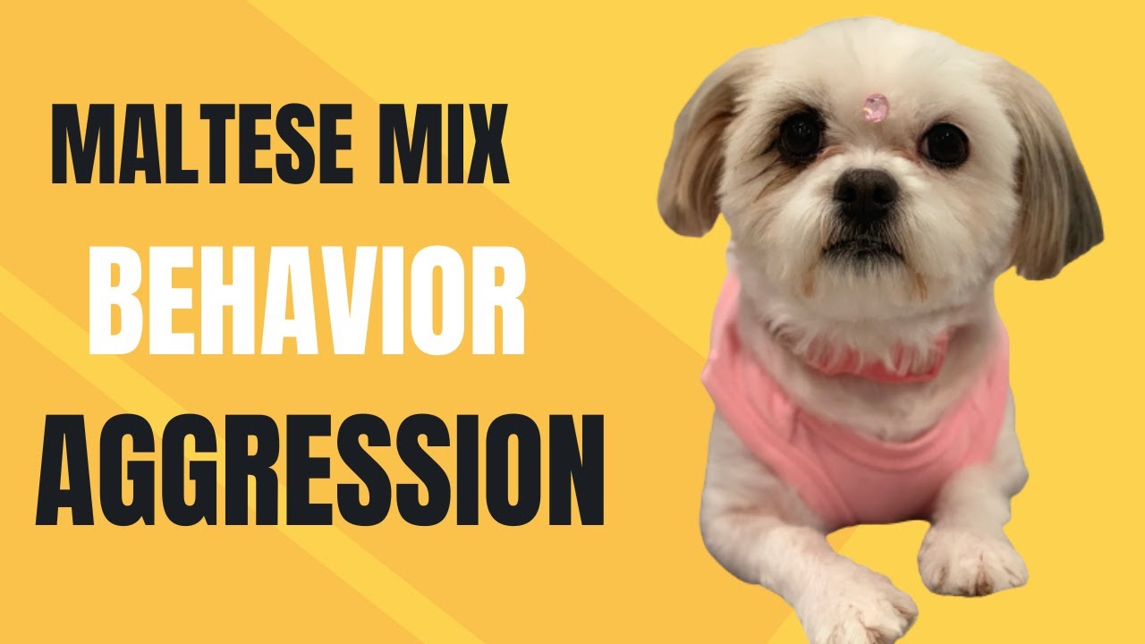 Maltese Mix with Behavior Aggression