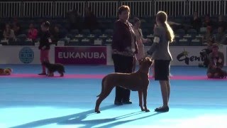 Finale Junior Handling - Amsterdam Winner Show 2015 by EukanubaEurope 6,631 views 8 years ago 1 hour, 27 minutes