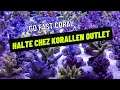 Go fast coral  halte chez korallen outlet