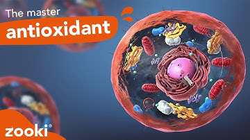 What Is Glutathione? Get Clued Up On The Master Antioxidant | Zooki