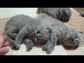 live British Shorthair Blue kittens Day 22 Join Us