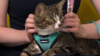 Clear the Shelters: Meet Stanley