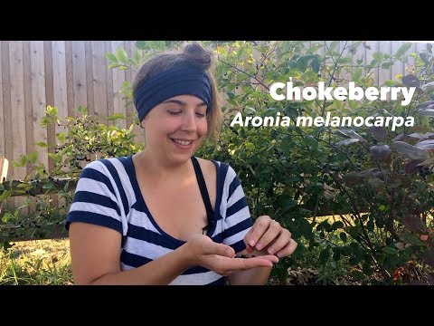 Vídeo: Chokeberry