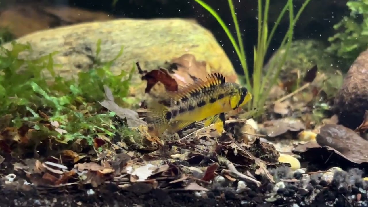Apistogramma sp. Xingu - pair with frys 