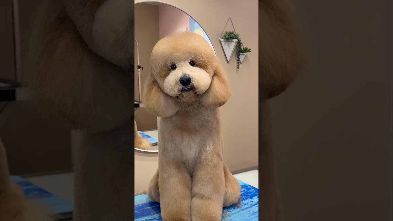 The fluffiest dog I&rsquo;ve worked on