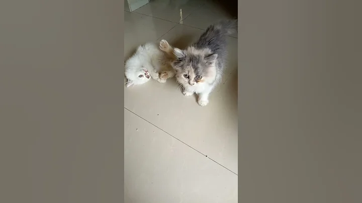 Watch the video about Persian Cats | Persian Kittens | Pet Boarding | Persian Kittens playing