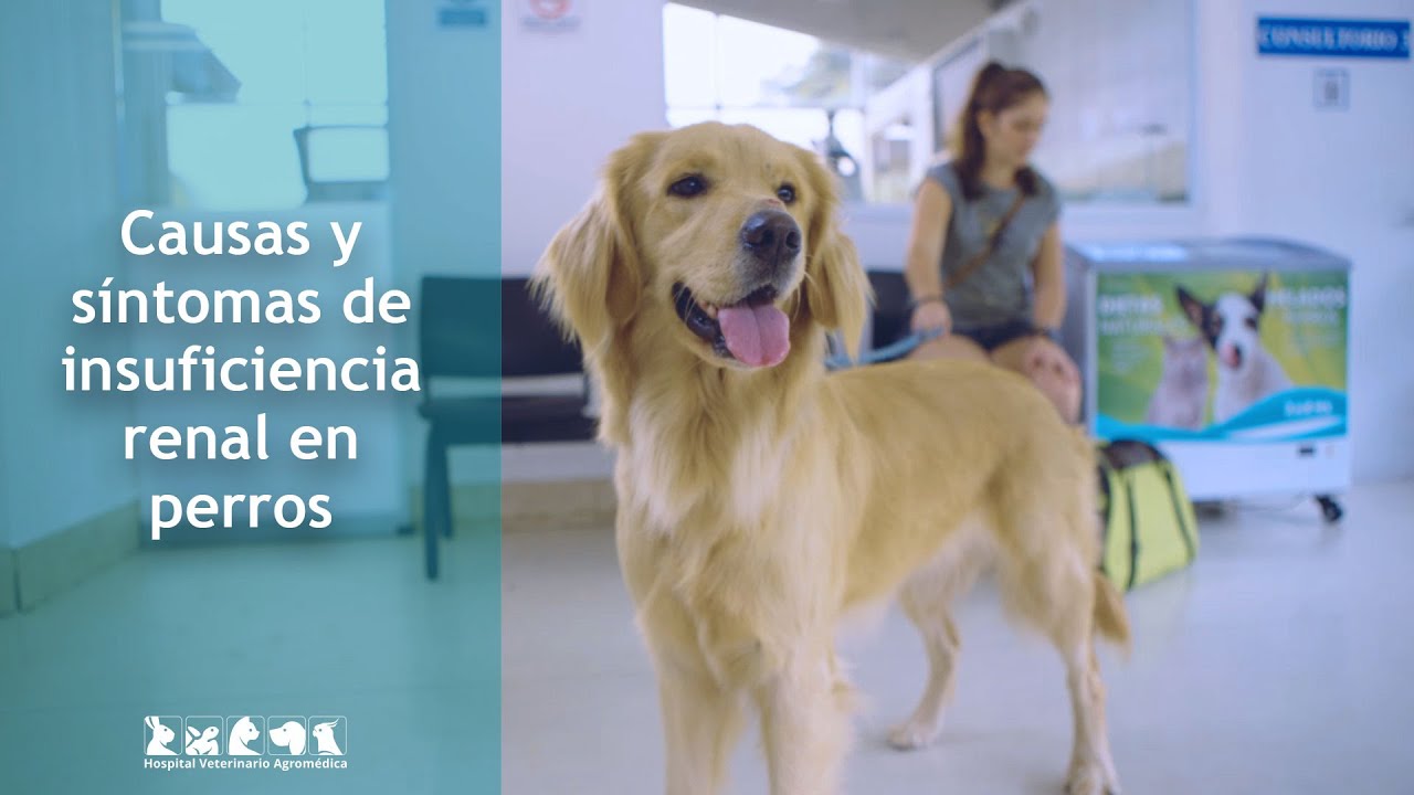 Insuficiencia Renal Crónica En Perros: Estrategias Terapéuticas - Cuas