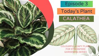 All you need to know about Calathea/ Prayer Plant Care | How to successfully care for Calathea