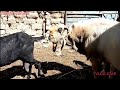 In Love Big Male Goat Super Gulabi Goat | Village Animals |