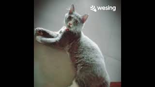 Download Lagu Romansa (KLakustik) MP3