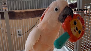 Happy to be home, the Mirror Toy and blocks of wood to chew 🥰🧡