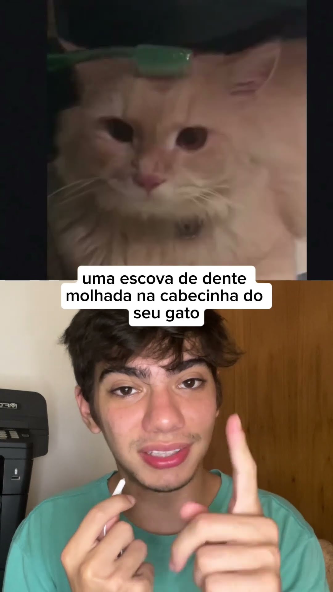 Passa uma escova de dente molhada no seu gato e veja a reação! ?? Tenta aí e me conta!