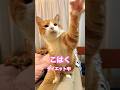 【CAT】ダイエット #shorts #cat #cats #猫動画 #猫 #可愛い猫 #かわいい猫ちゃん