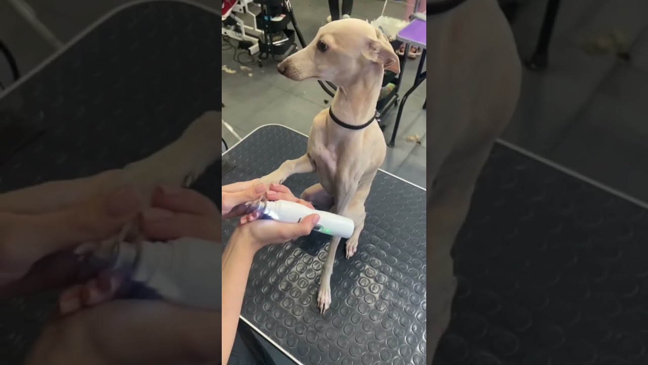 Порода Грацио – левретка. Чтобы шерсть оставалась такой блестящей – подойдёт комплексный SPA-уход 🐶