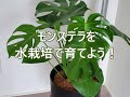 水栽培を始めよう 成長記録　モンステラ編