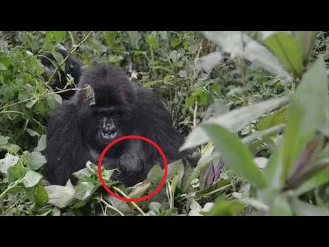 Video: Gorilla: foto, gewig. Waar woon gorillas?