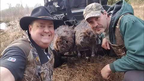 How to set on a Beaver Dam Trapping season 2017-2018