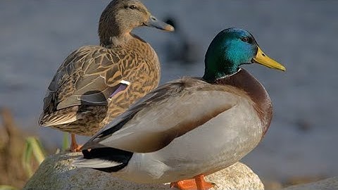 سورة الملك بدون حقوق النشر