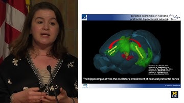 ICAN 2018 - Developmental Wiring Rules and Cognitive Behavior - Ileana Hanganu-Opatz