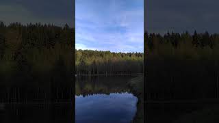 Sunny and Shady Forest by the Pond | Birds Singing