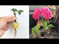 Grow roses by pruning them with bananas grow very fast