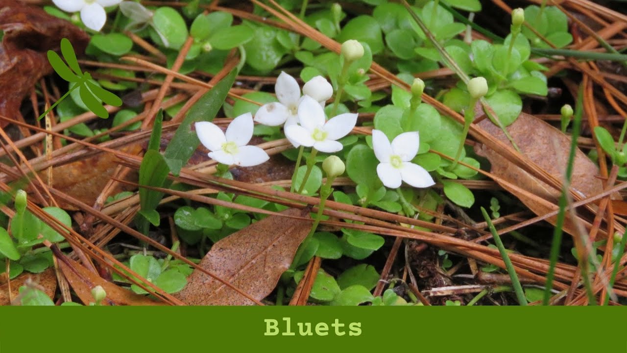 Bluets
