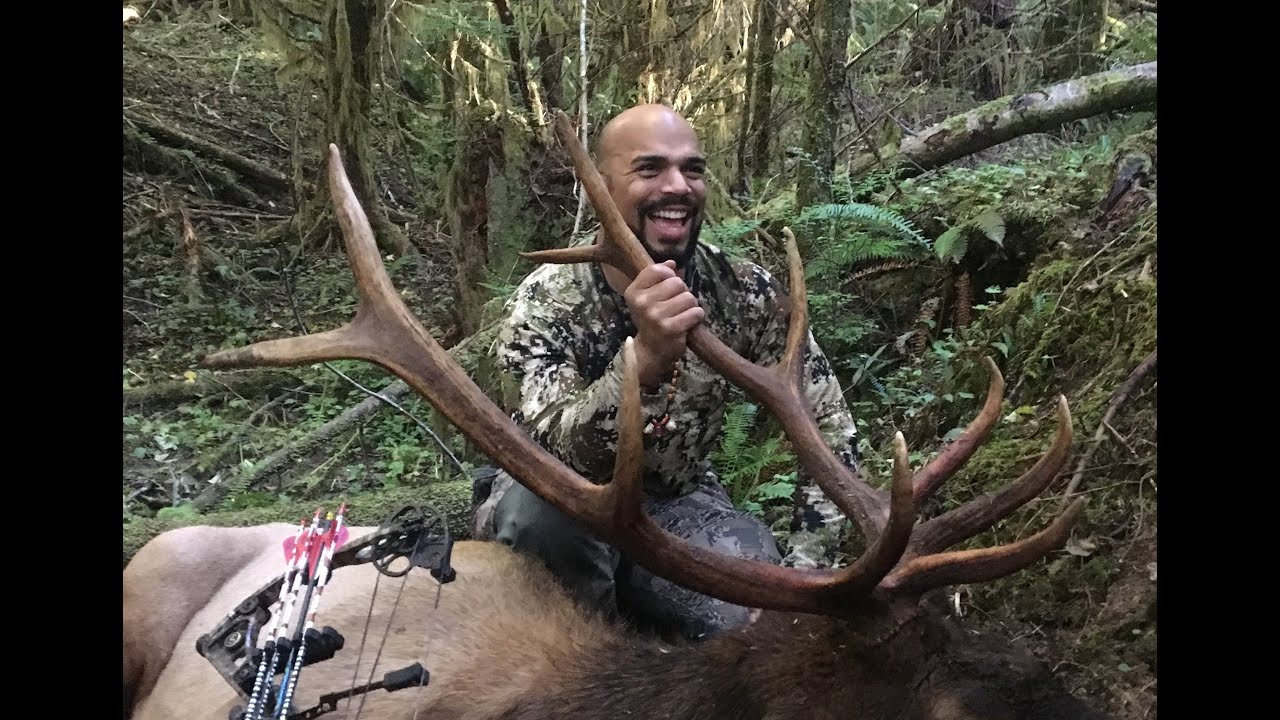 Coastal Roosevelt Elk Hunting Coty's First Archery Elk YouTube