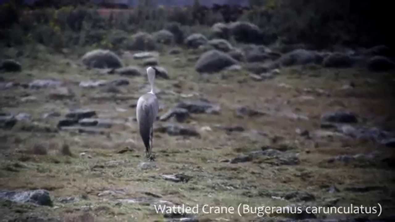 bird app Wattled Crane Ethiopia 2014