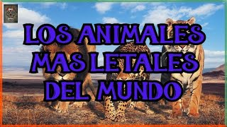 LOS ANIMALES MAS LETALES DE LA NATURALEZA