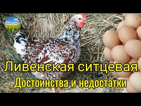 Ливенская ситцевая. Достоинства и недостатки.