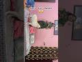 Pese ki garmi niche se dikhao😂🤣..#funnydaibo#funnyshorts#funnydailoge#labrador#funnycontent…