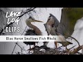 Blue Heron Swallows Fish Whole