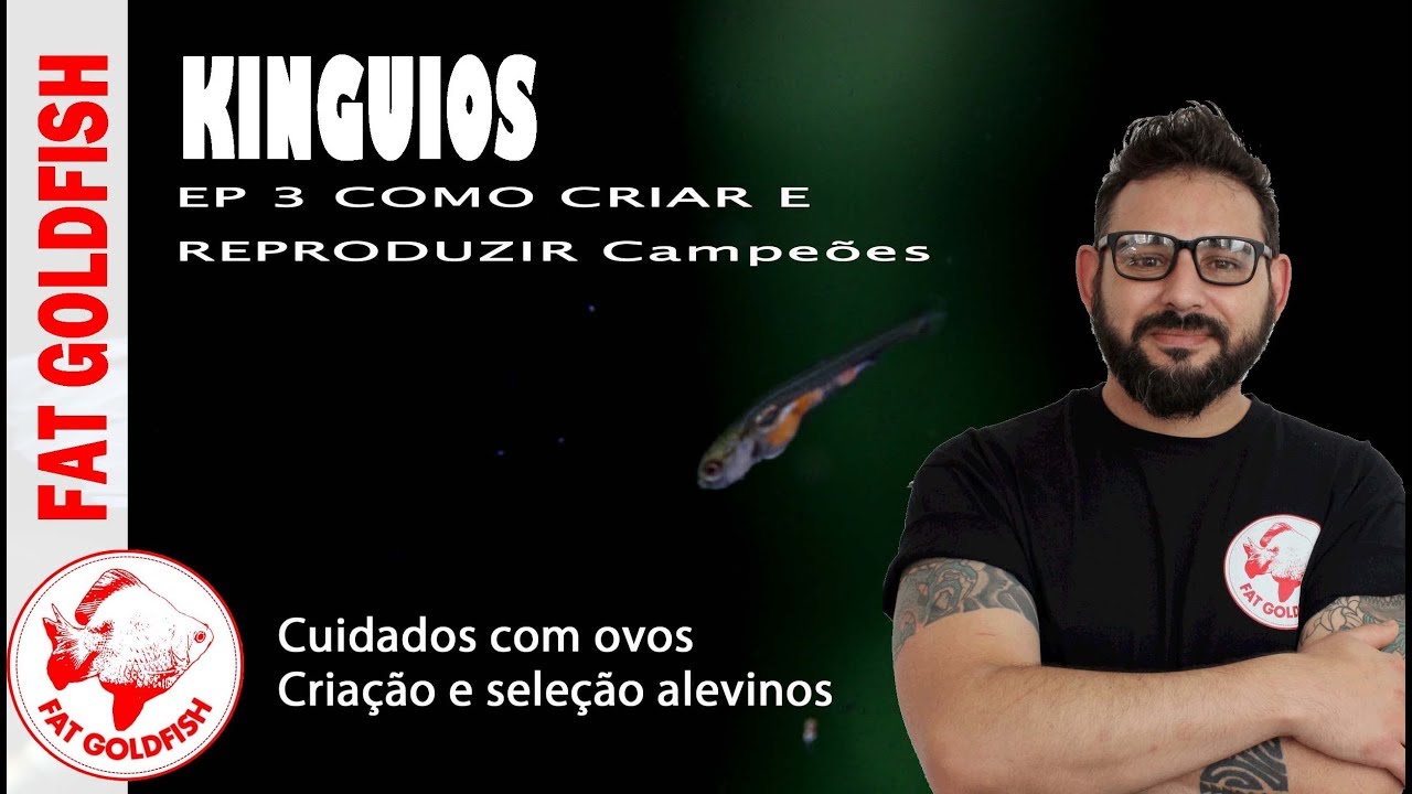 KINGUIOS - COMO CRIAR E REPRODUZIR CAMPEÕES